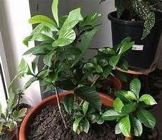 茶花酸性土壤