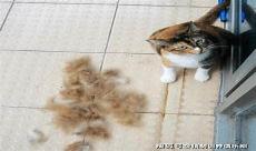 橘猫掉毛严重吗