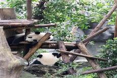 大熊猫有几根手指 为什么