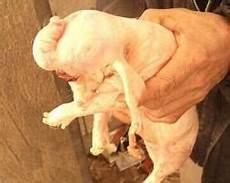 狗猪牛一家相合吗