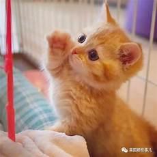 我家养了一只小白兔日记