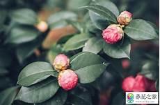 茶花土壤要求