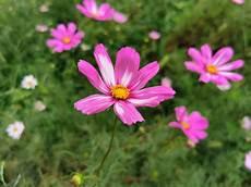 格桑花生长简介